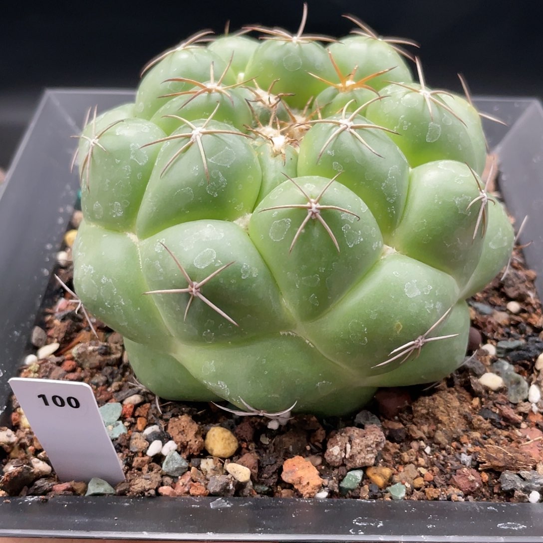 玖玩堂潮流植物天司像芽丸