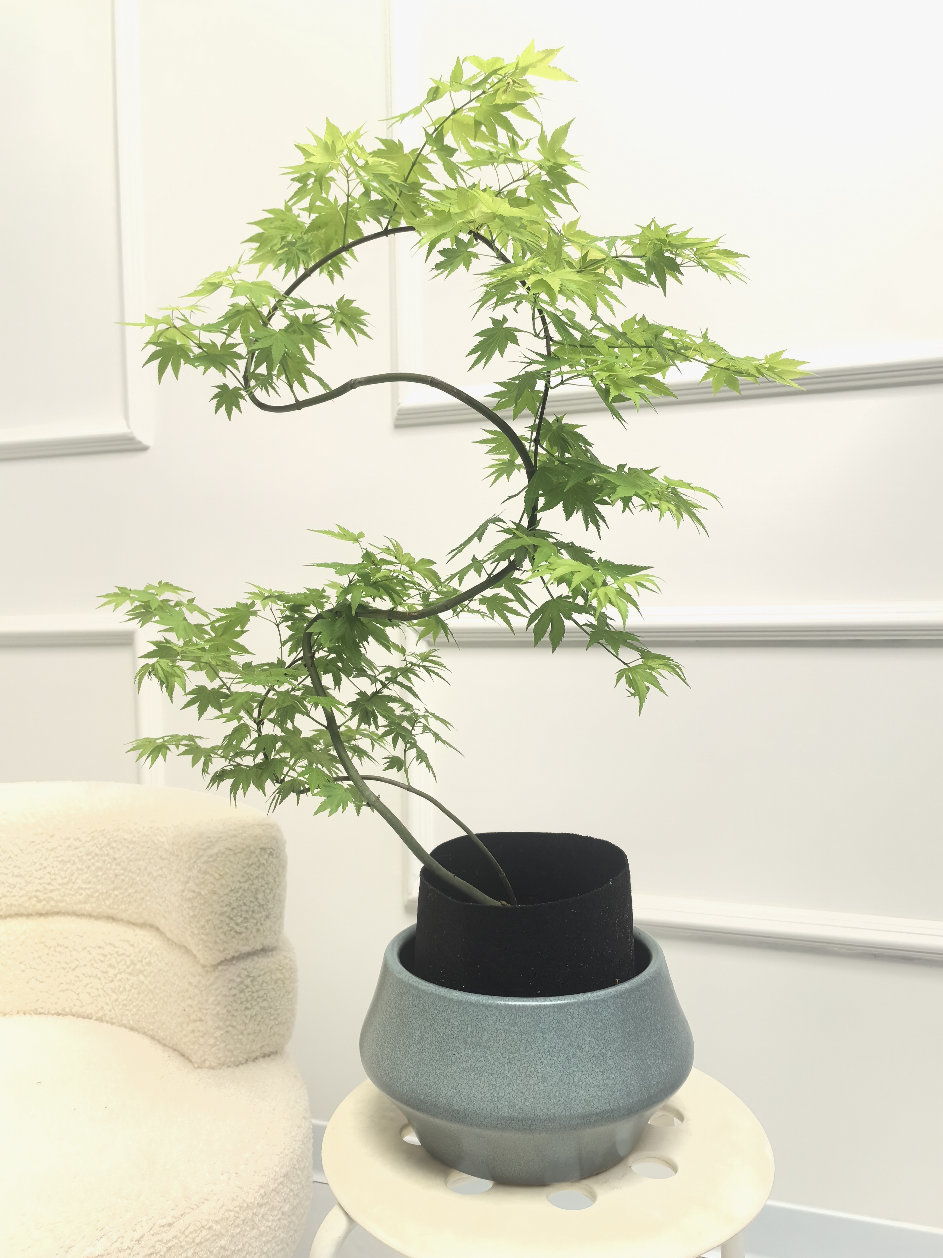 造型黄金流泉枫盆栽植物客厅室内外大型绿植落地真树盆景四季好养