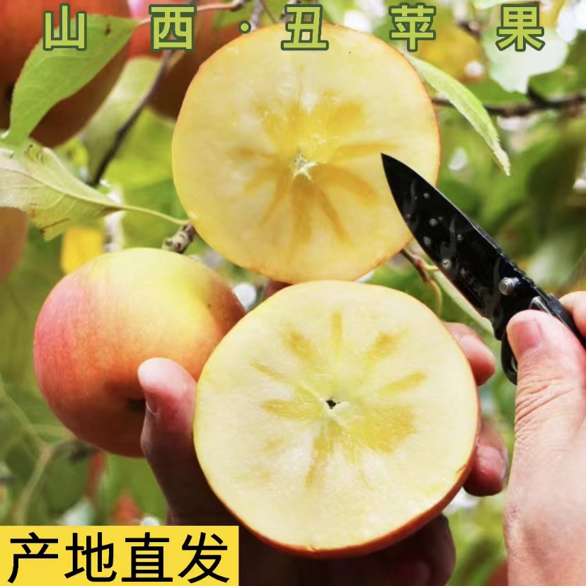 【山西红富士丑苹果】脆甜多汁产地直发原生态自然新鲜农家现摘带箱