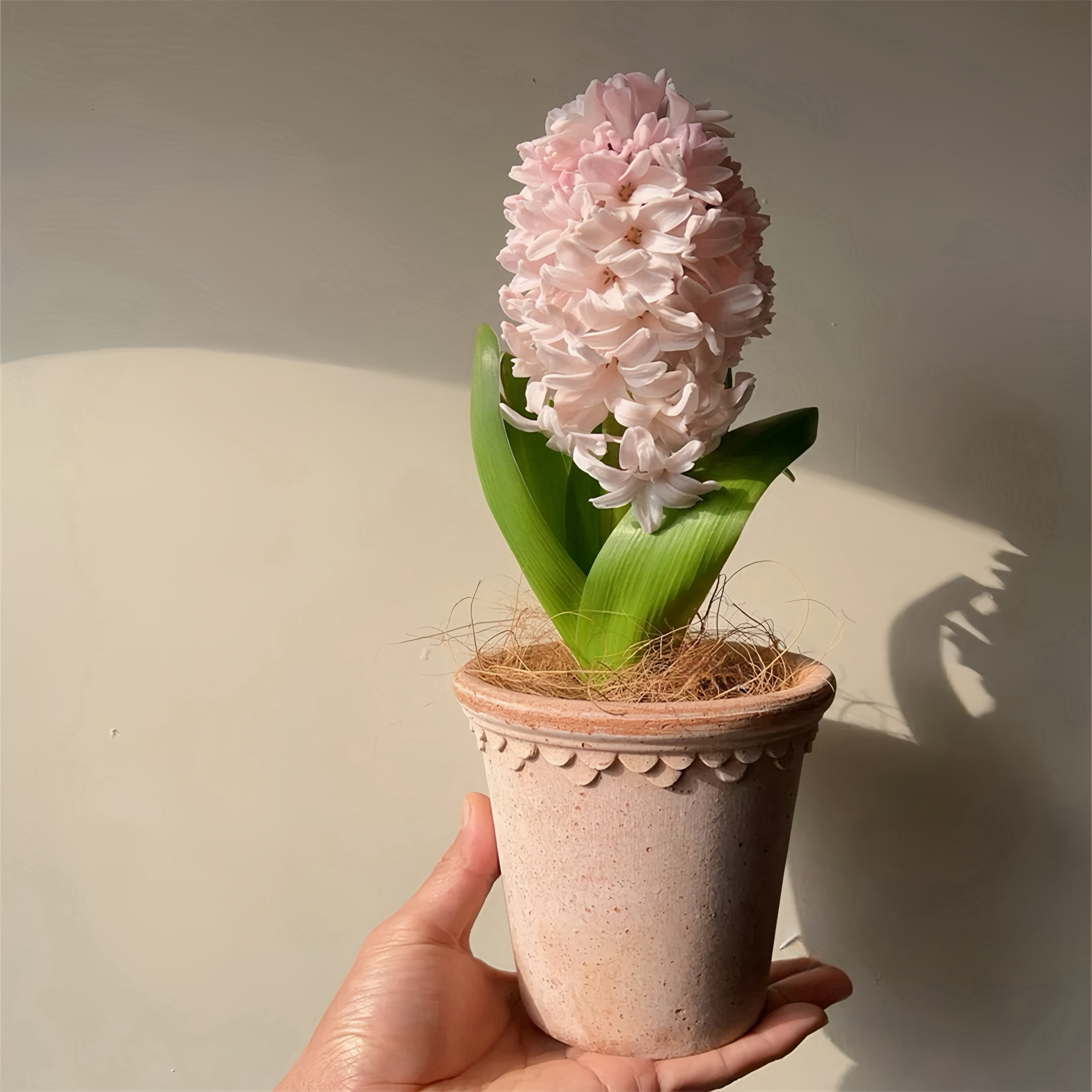 水培植物耐寒风信子种球水培风信子冬季开花进口水培套餐室内室外