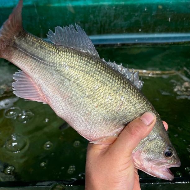 广东淡水鲈鱼 一条1.5斤左右