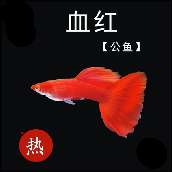 精选种鱼超大背血红全红白子孔雀鱼母鱼带孕热带鱼小型观赏鱼