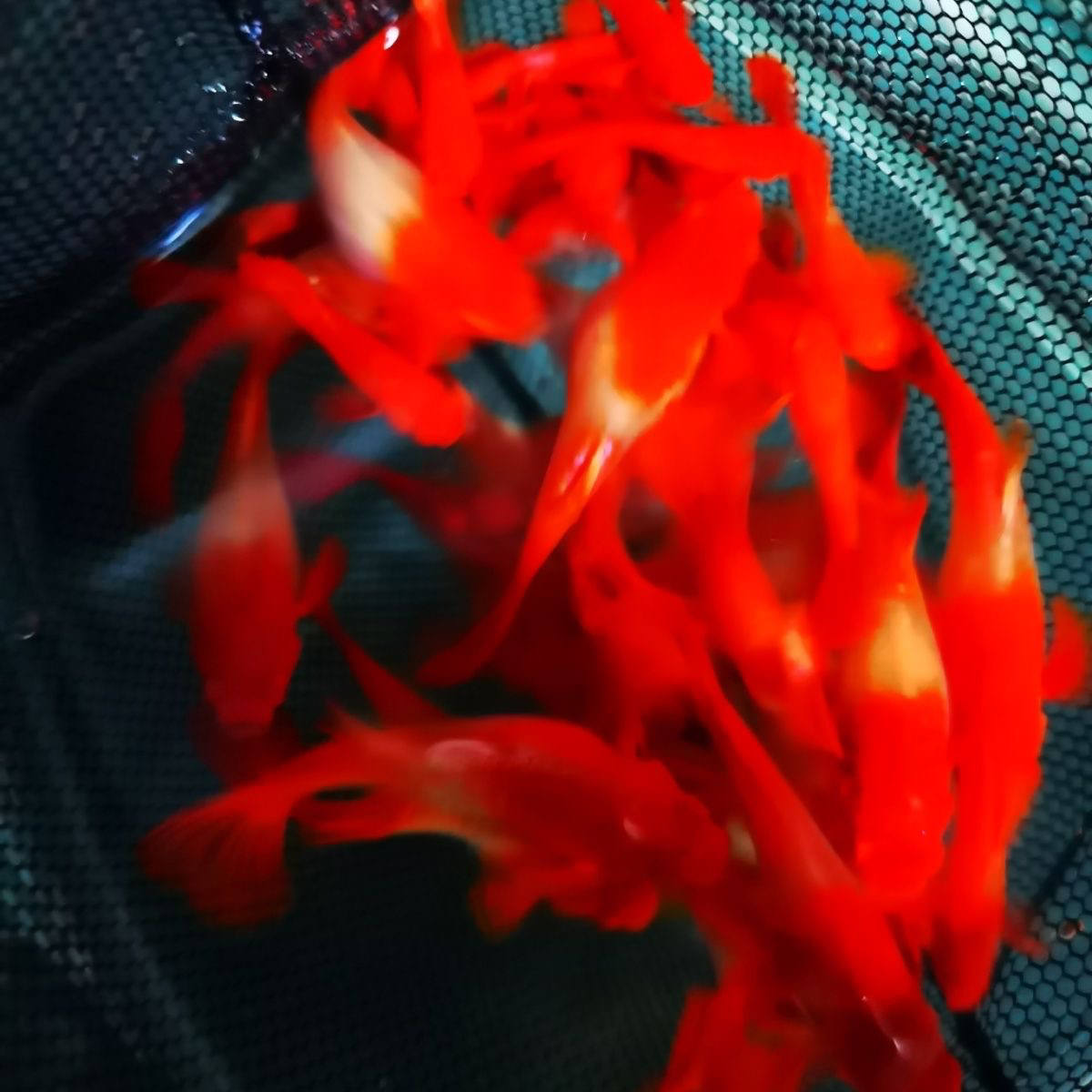 鸿运当头双分水孔雀鱼（一缸一拍看好品相）