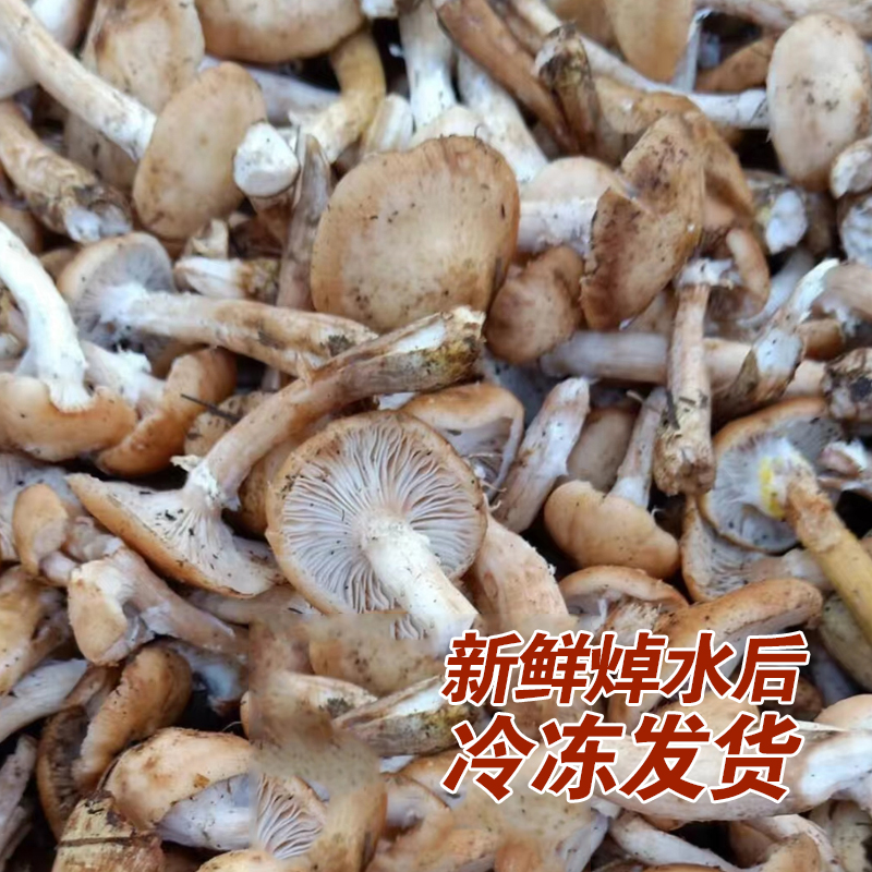 东北特产山野菜榛蘑500g包邮当年新货焯水速冻