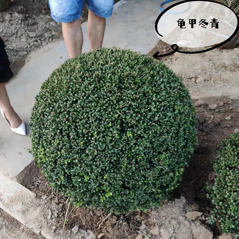 龟甲冬青球  耐寒四季常青  庭院绿化风景树