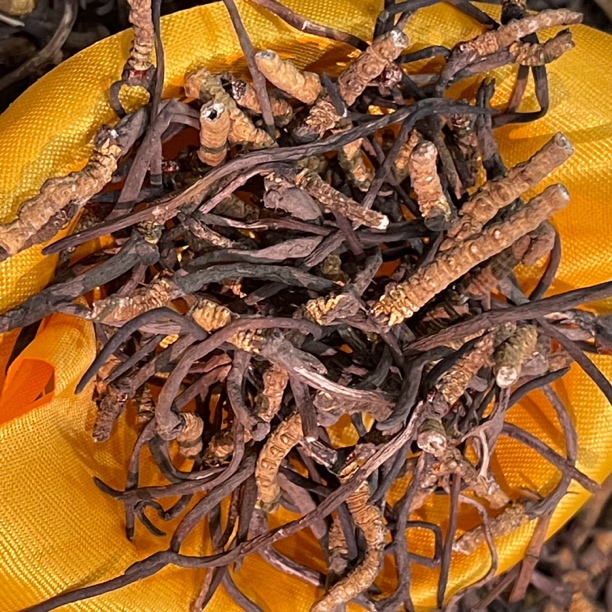 B111干冬虫夏草（断草）10克装