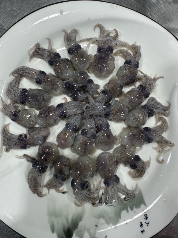 大连小墨斗3斤（750克/盒或500g/盒）