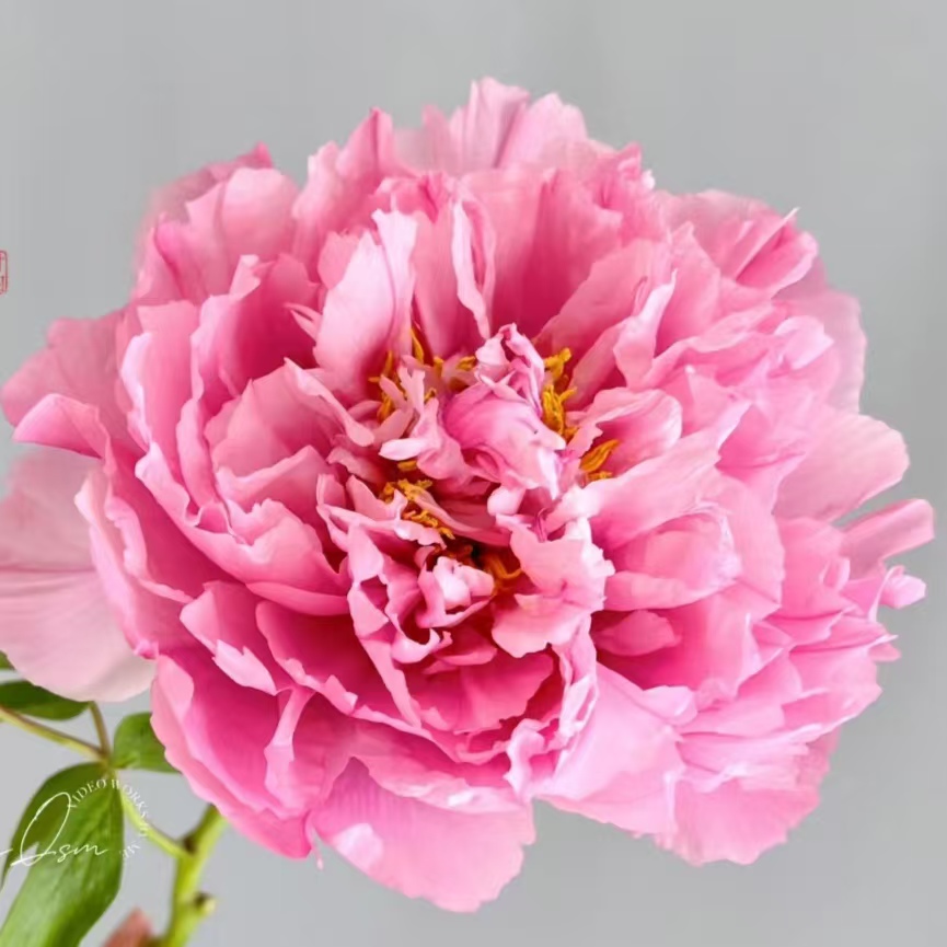 精品牡丹苗【肉芙蓉】