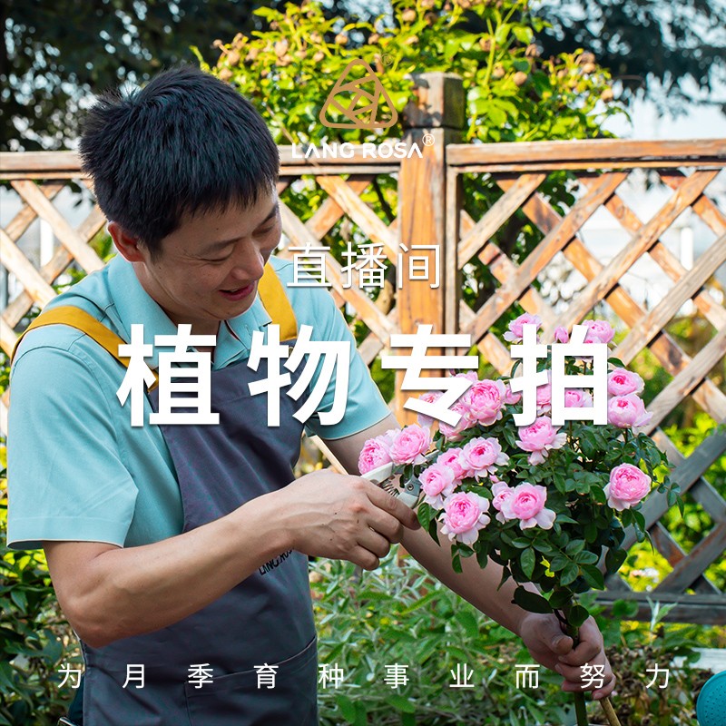 天狼 月季专属花卉盆栽苗链接盆栽绿植阳台花卉