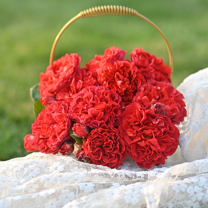 天狼月季  熔岩 自育月季多季复古大花丰花灌木庭院低维护