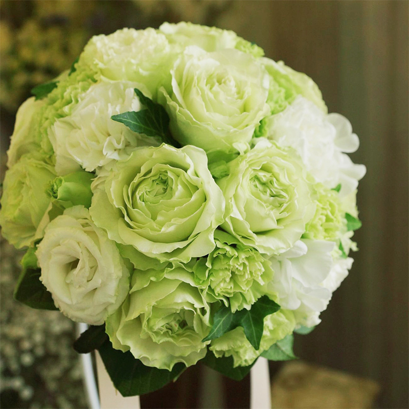 天狼月季女士时装 盆栽多季开灌木庭院观花植物绿色阳台月季盆栽