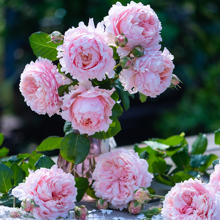 天狼月季  妍姿 盆栽苗灌木月季大花观赏花卉阳台庭院