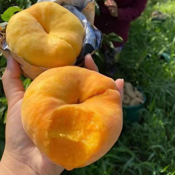 蜜桃哥黄毛蟠桃山东蒙阴新鲜桃子脆甜多汁应季孕妇水果