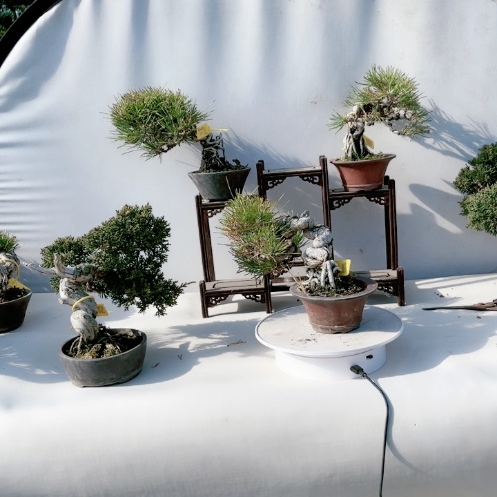小黑松小真柏盆景