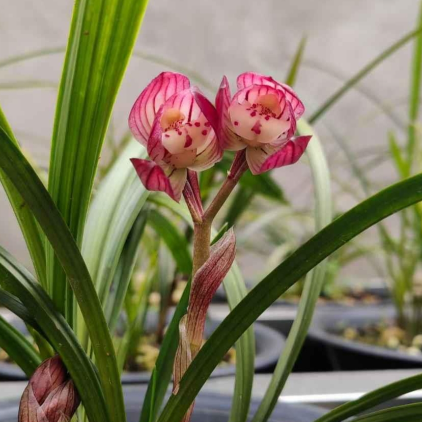 直播间··红荷正宗室内带花苞春兰建兰蕙兰浓香精品兰花高级