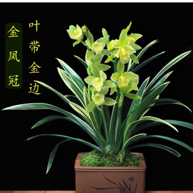 兰花金边兰苗矮种花高级四季开花浓香型建兰绿植盆栽室内好养绿色