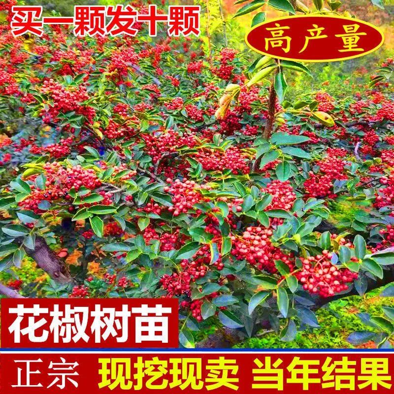 正宗花椒树苗狮子头大红袍花椒苗地载庭院南方北方种植当年结果苗