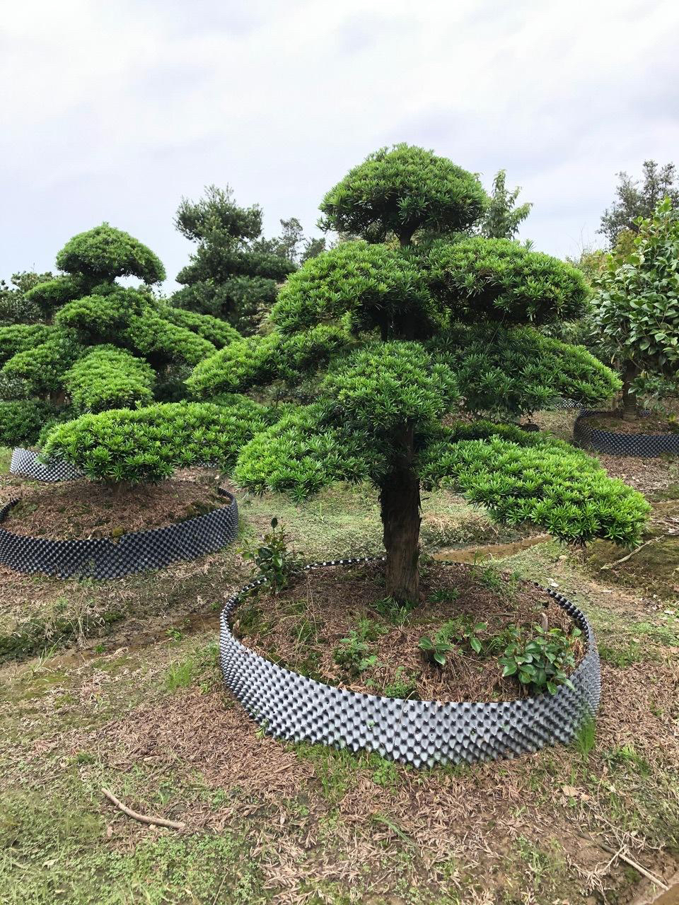 绿植绿化罗汉松蚂蝗庭院石楠花四季常青园林景观耐寒一物一拍盆景