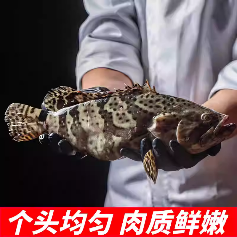 老虎斑超大深海鱼鲜活冷冻老虎斑特大龙胆龙趸珍珠斑石头斑海鲜
