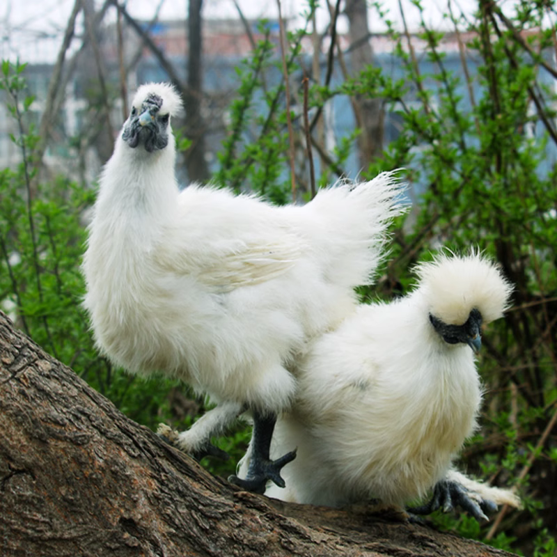 肉质鲜美白乌鸡3只发货泰和白凤乌鸡2.2斤恒温包邮