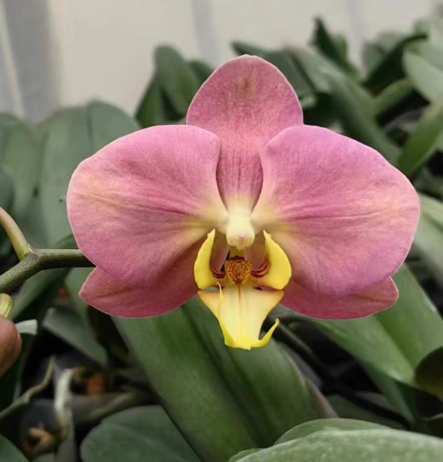 湾湾新品：L217 单剑 3.5寸杯开花或者花苞