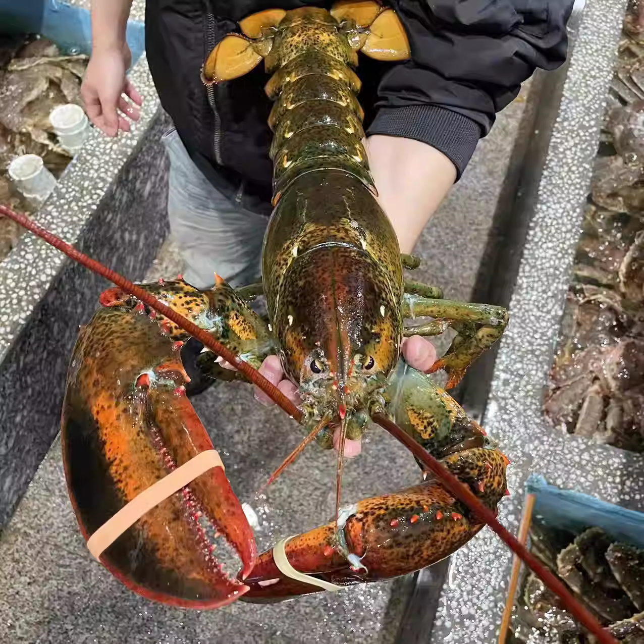 大波龙波士顿龙虾特大鲜活速冻波龙海鲜水产