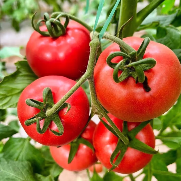 （智富惠农）大红番茄西红柿农家自种新鲜水果生吃沙瓤番茄应季蔬菜自然熟普罗旺斯西红柿四川省