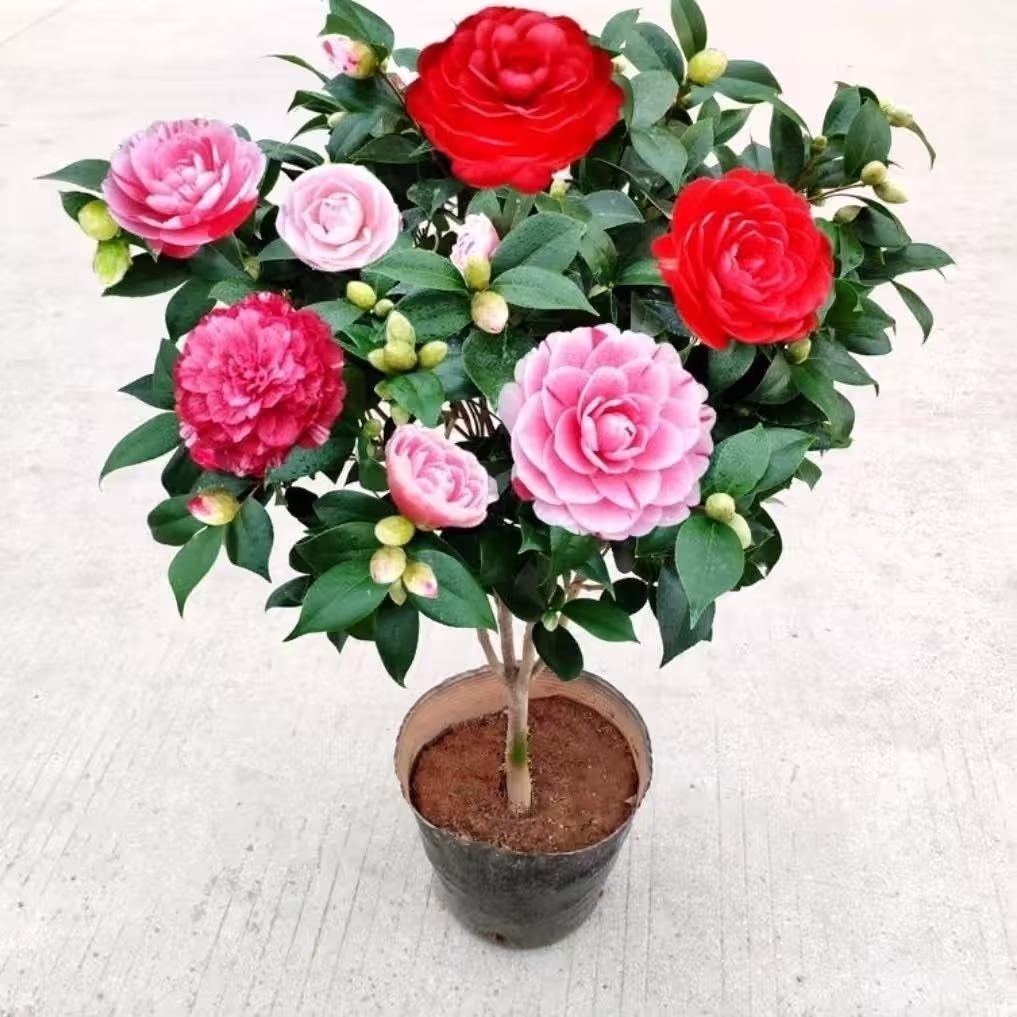 【50-70cm]五色赤胆山茶花盆栽带花苞浓香型冬季开花室内耐寒