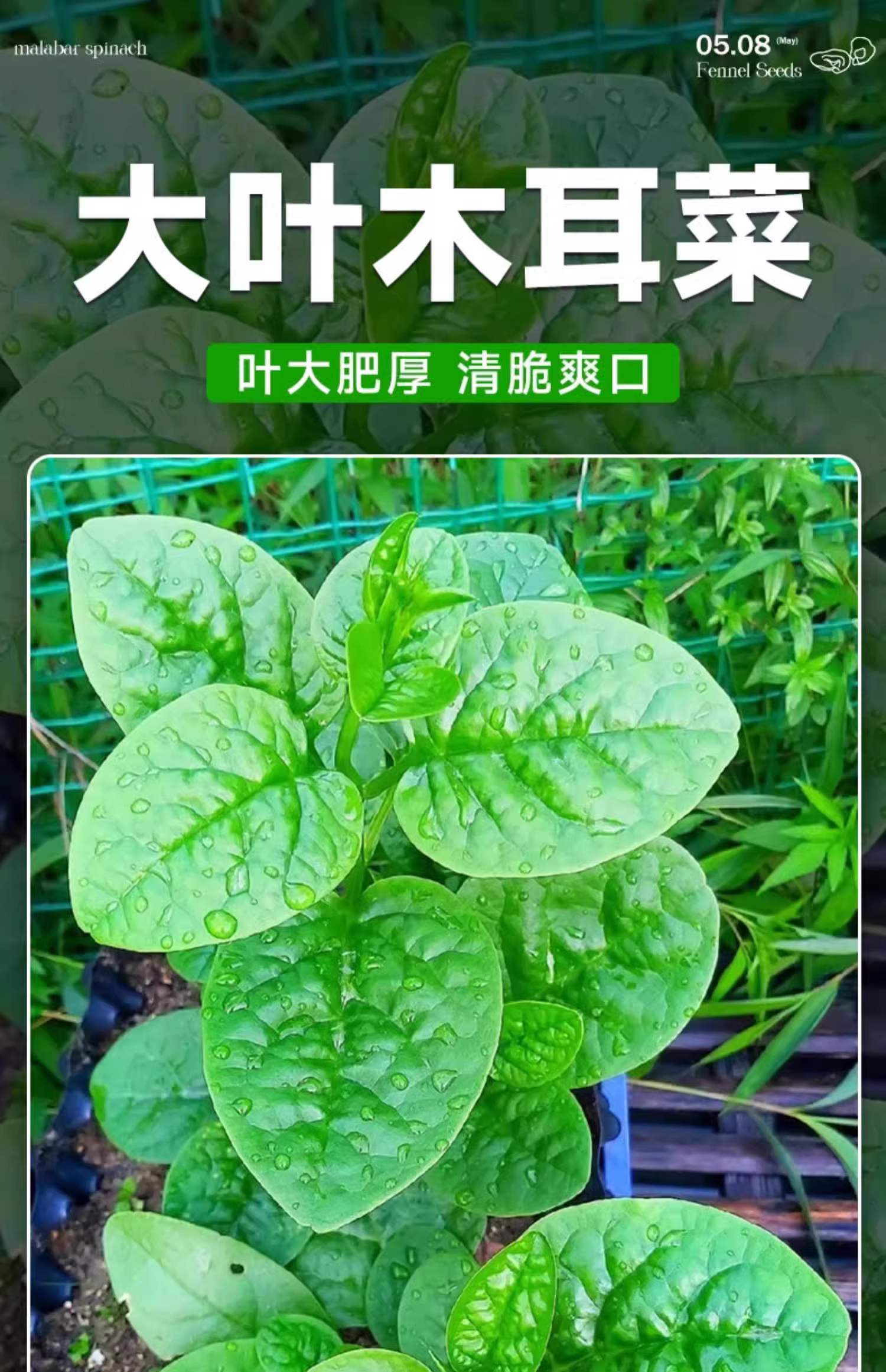 木耳菜种子籽大叶奶油木耳菜小青菜种籽阳台盆栽爬藤种植蔬菜种孑