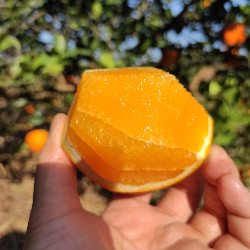 正宗赣南脐橙江西赣州橙子新鲜水果3/5/9斤果王坏果包赔安远脐橙