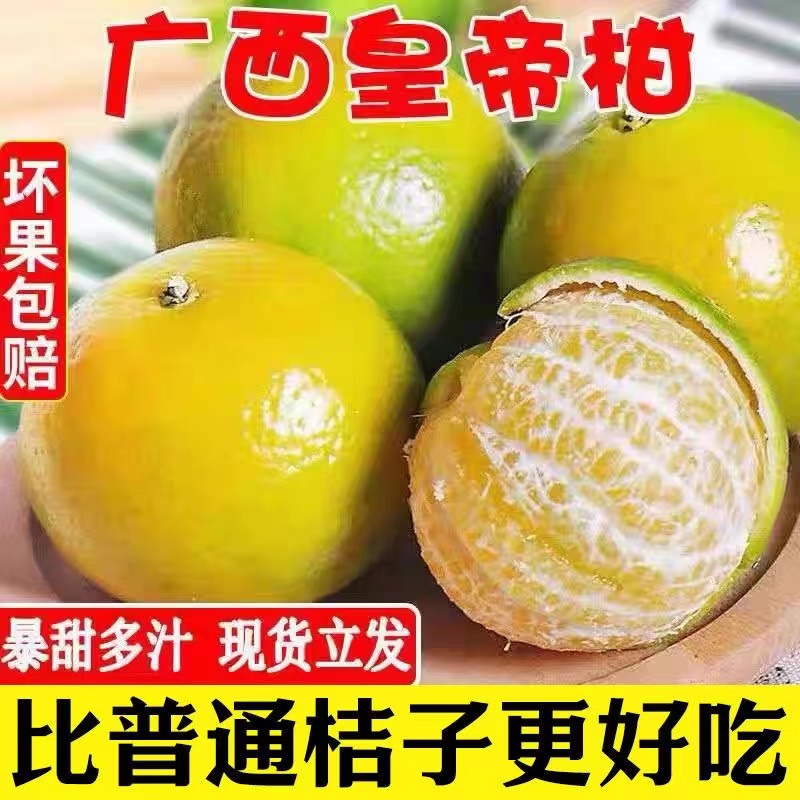 现摘 正宗广西皇帝柑当季新鲜水果贡柑香甜蜜桔柑橘砂糖桔子3/5/9