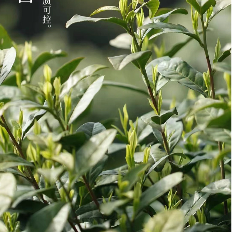 《临时链接黄杜头采》25年新茶安吉原产地白茶试喝专用链接