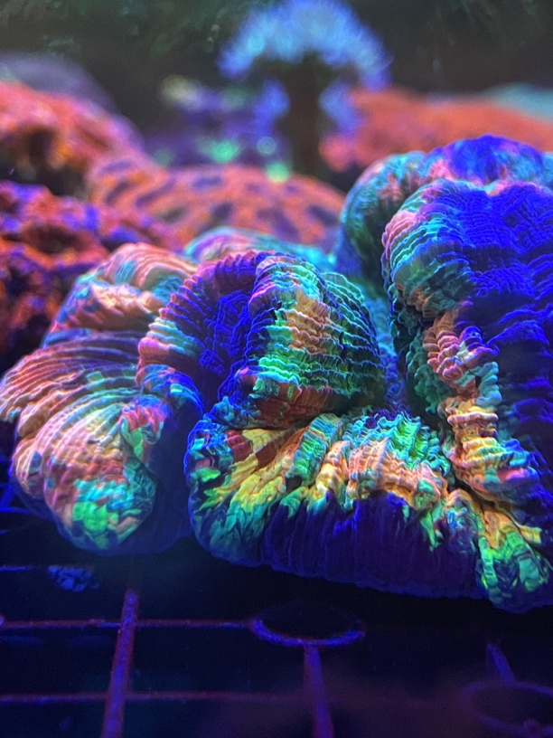 海缸日记，lps高品质，精品珊瑚