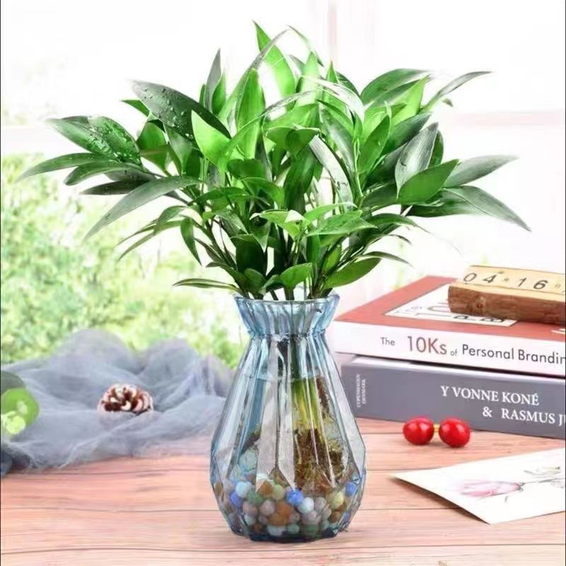 竹柏水培驱蚊植物盆栽绿植室内花卉客厅防蚊植物水培花卉水养清新