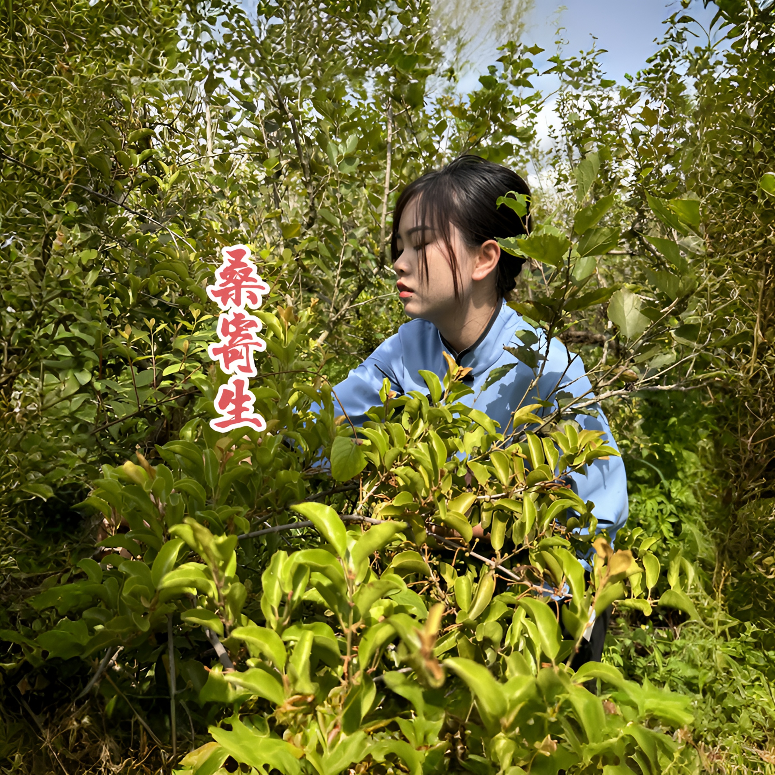 正品桑果树寄生根茎干货