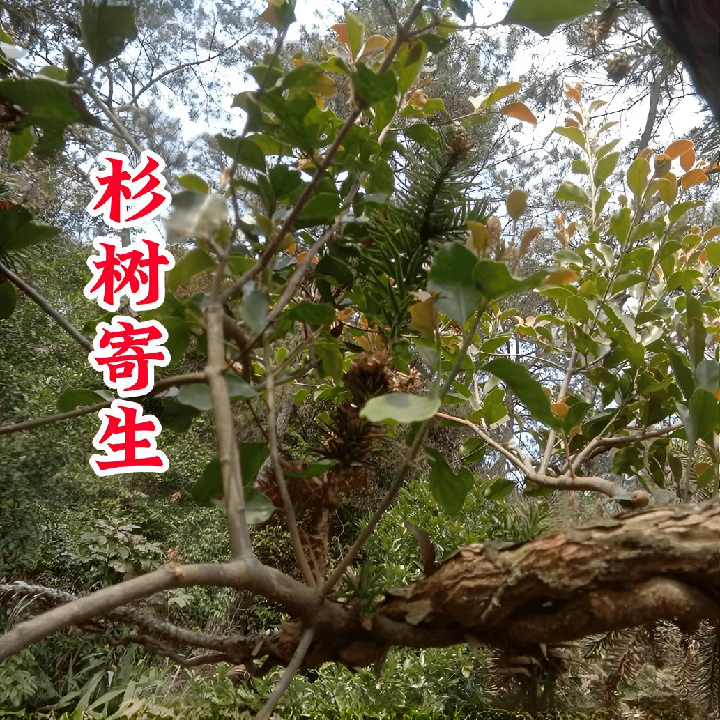 杉树寄生  杉寄生