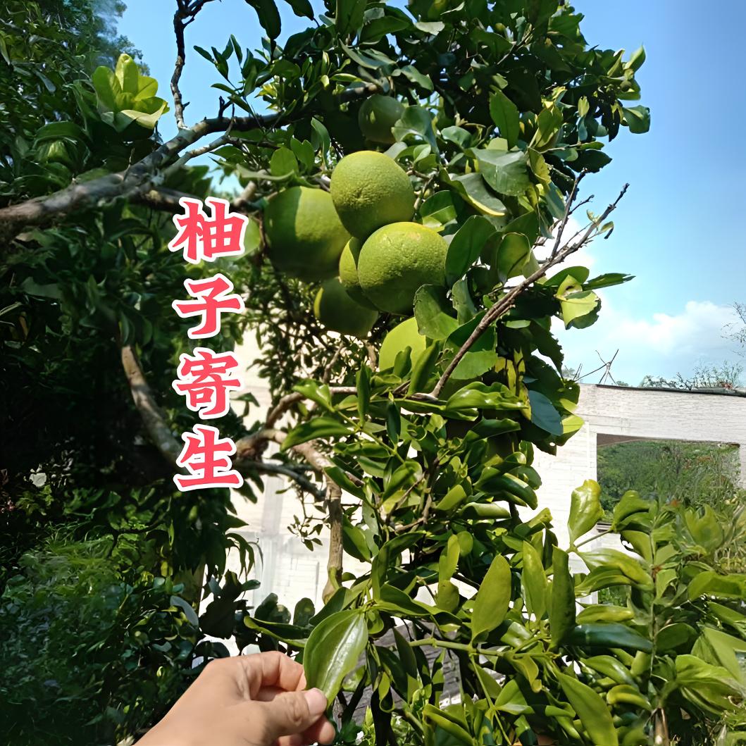 广西柚子寄生红肉酸柚子寄生