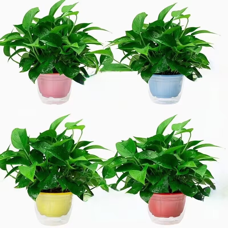 绿萝盆栽室内植物花卉绿植水培长藤垂吊大叶绿箩新房家用吸除甲醛