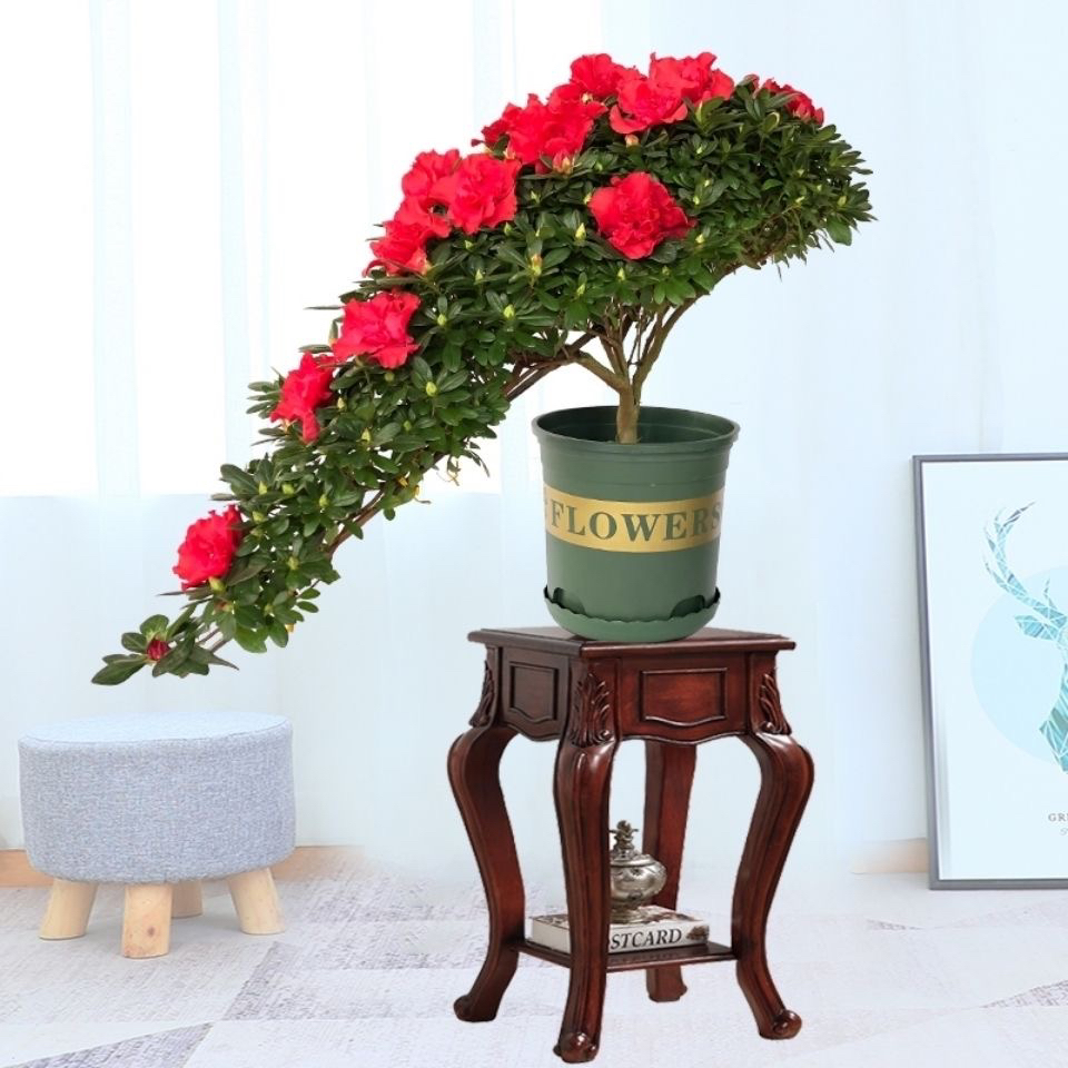 红色造型一帆风顺室内盆栽庭院地栽耐寒花卉好养易活