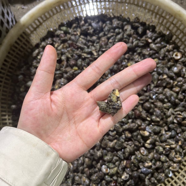 辣螺3斤当天赶海货天气冷此螺不抗冻冬季活力差百分10-15吐水掉秤