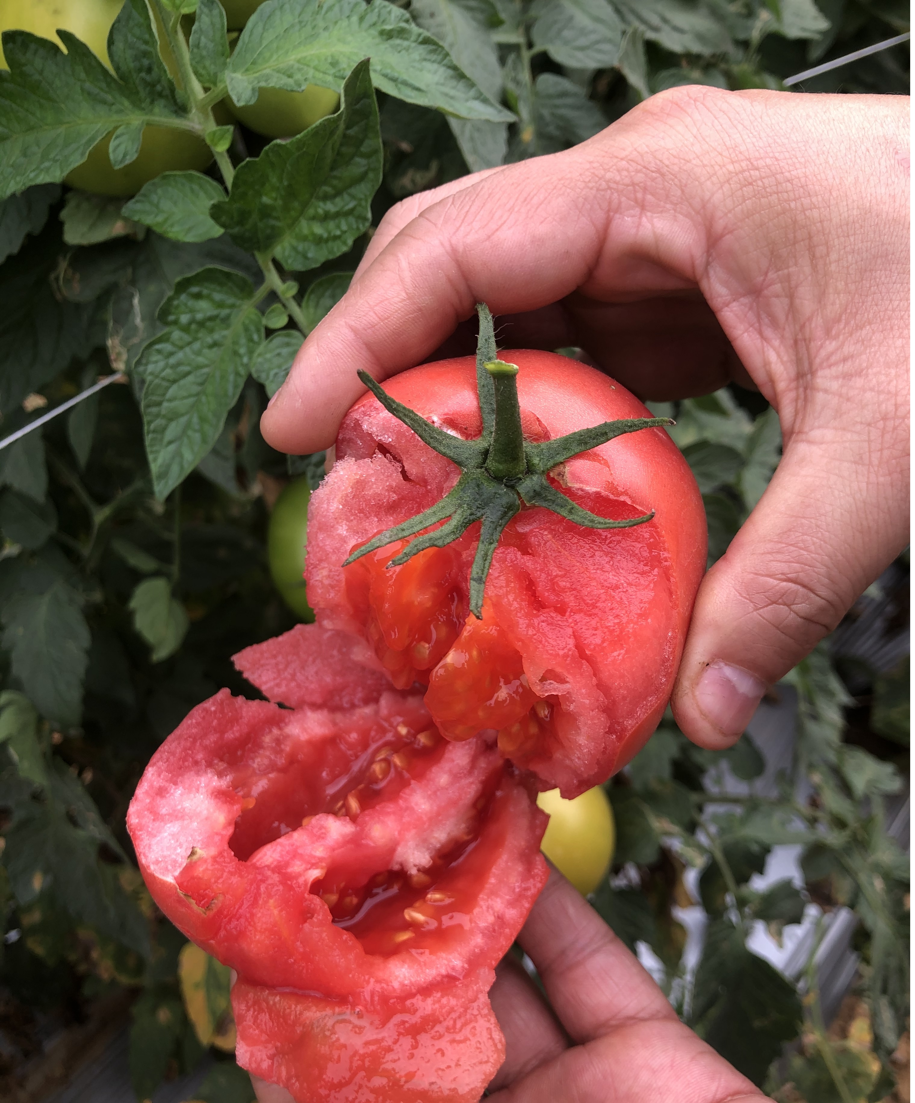 【树上熟】攀枝花露天现摘现发新鲜自然成熟沙瓤生吃西红柿菜番茄