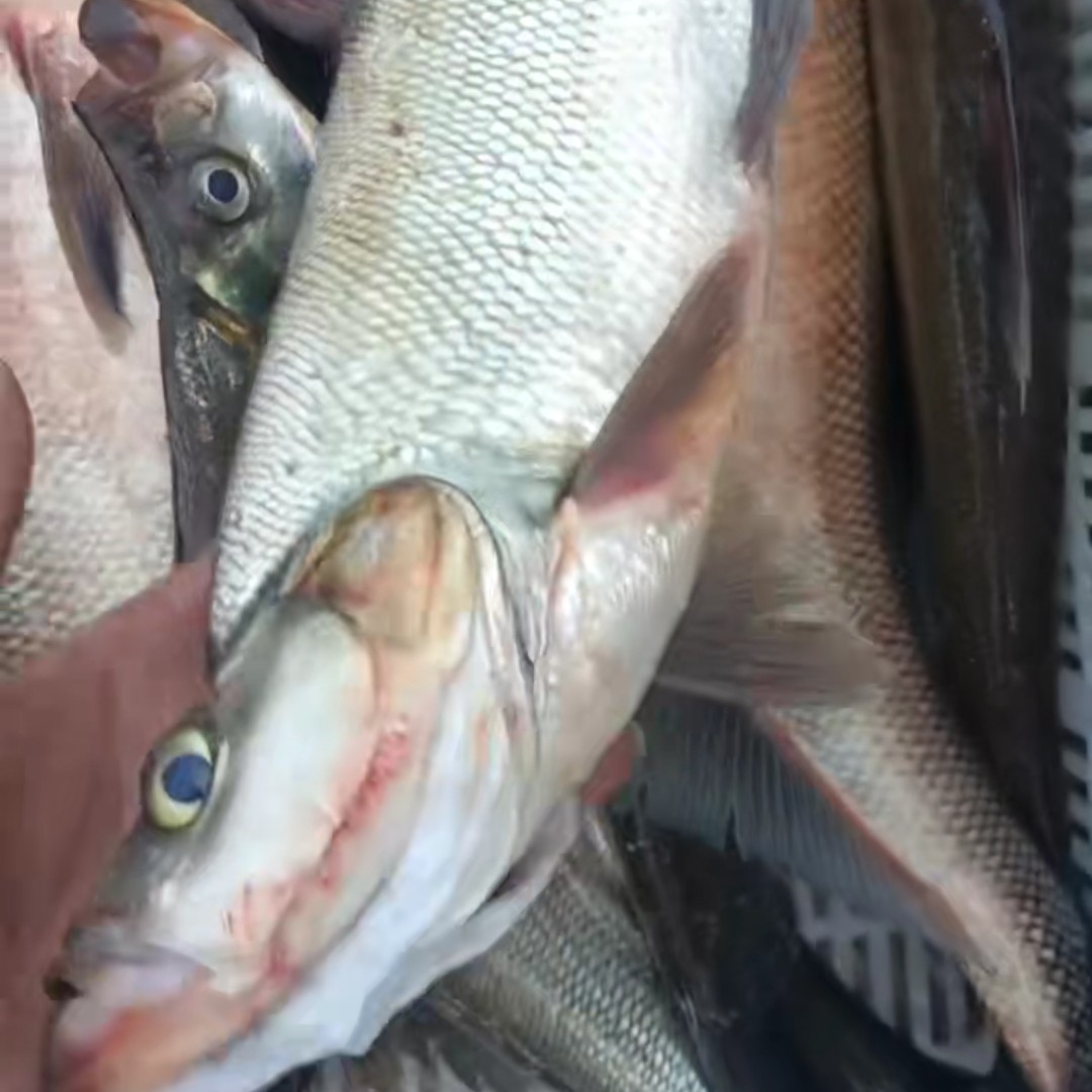 乌苏里江岛子（又名乌苏里江白鱼，翘嘴鱼）