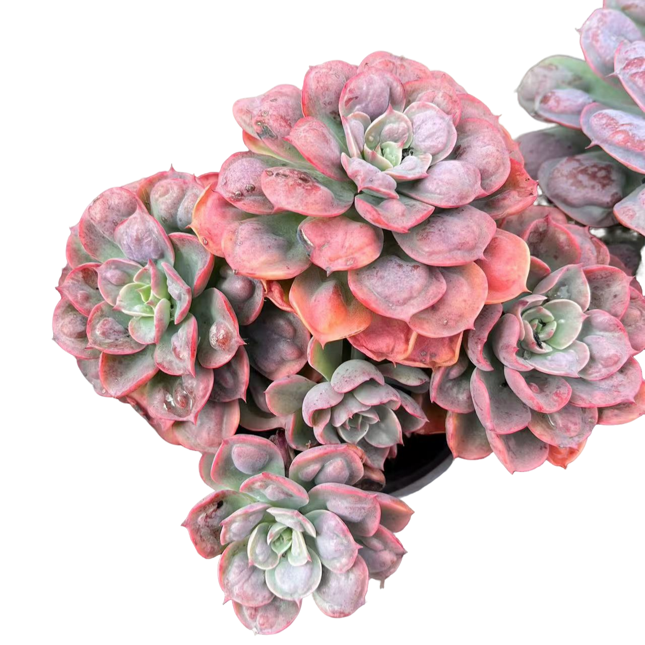 精品多肉 多头雨滴