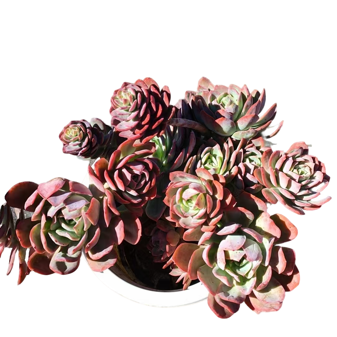 精品多肉  绮罗仙子   福利