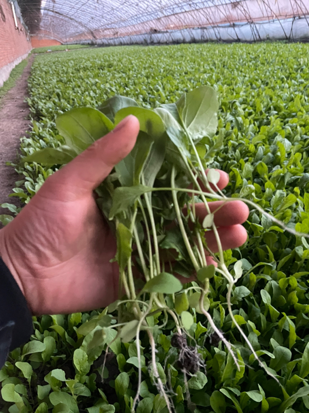 晨阳家新鲜臭菜（顺丰空运）