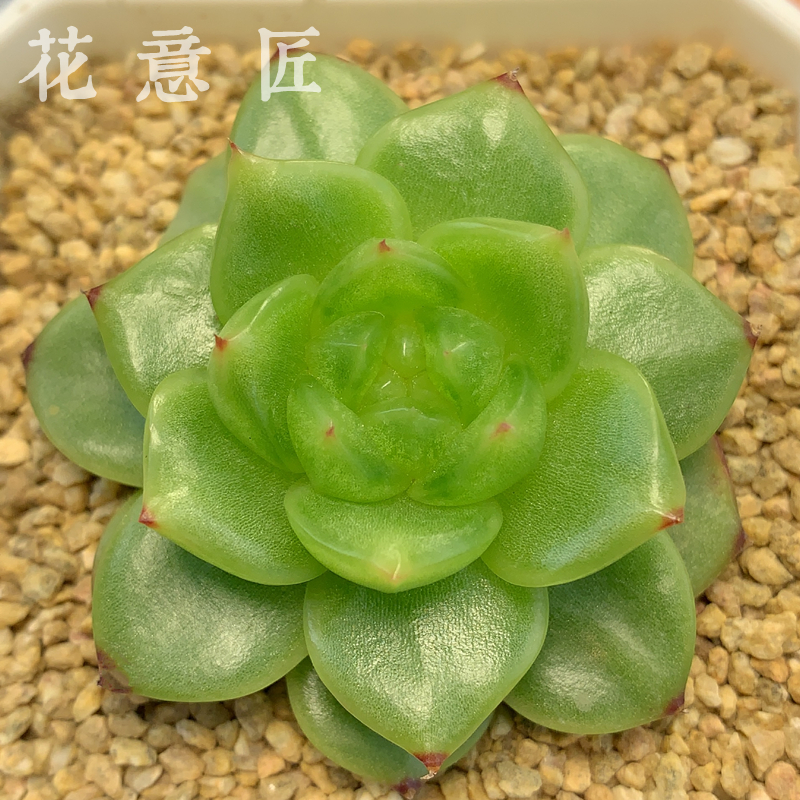 二号链接 n001-n010 框拍 6/14 周六 多肉植物 讲解点击封面图