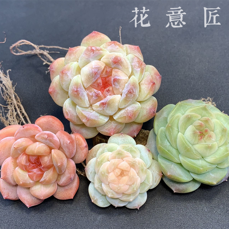 五号链接 h043-h056 框拍 8/19 周一 多肉植物 讲解点击封面图