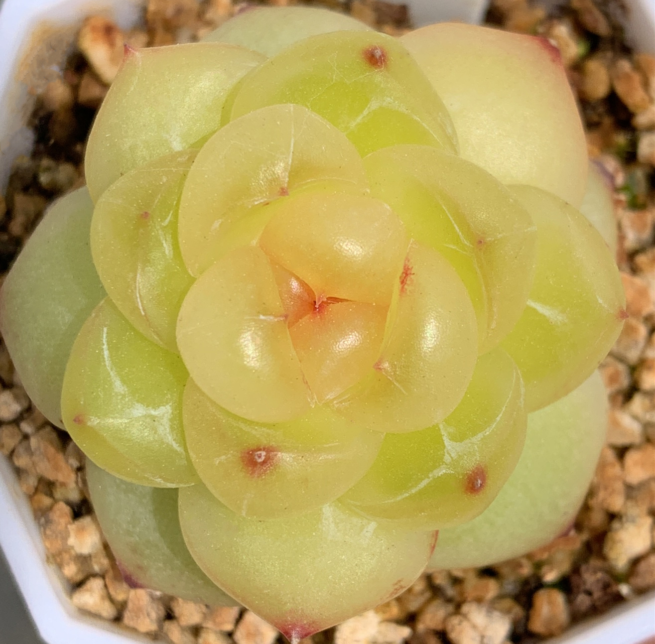 二号链接 b001-b006 扣价框 7/29 周一 多肉植物 讲解点击封面图