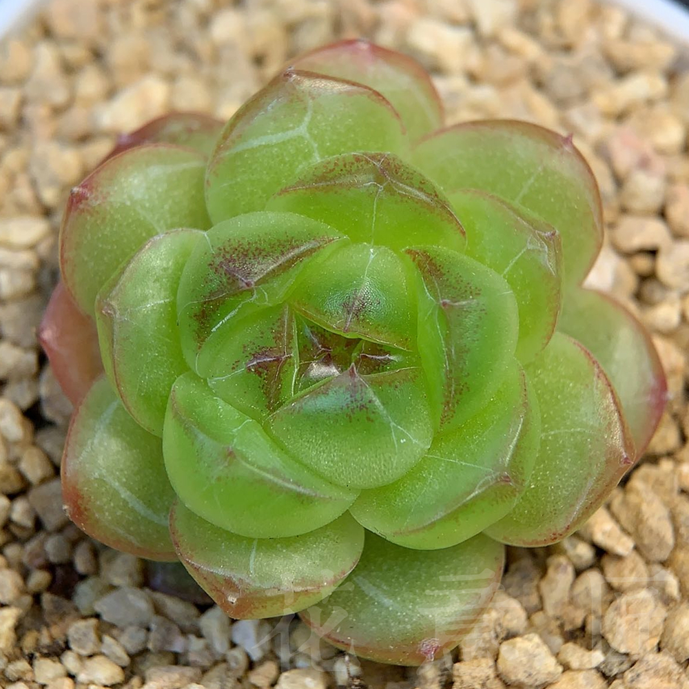 六号链接 h057-h074 框拍 8/19 周一 多肉植物 讲解点击封面图