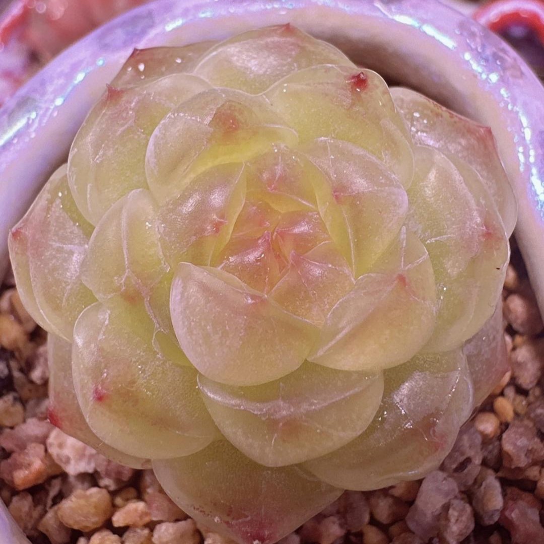 八号链接 h093-h109 框拍 8/19 周一 多肉植物 讲解点击封面图